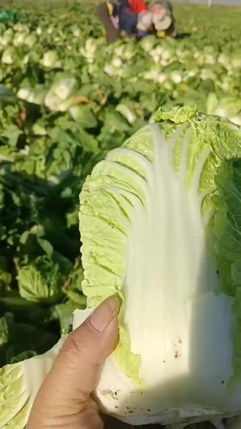 甘肃永昌娃娃菜大量有货对接全国市场商超电商社区团购