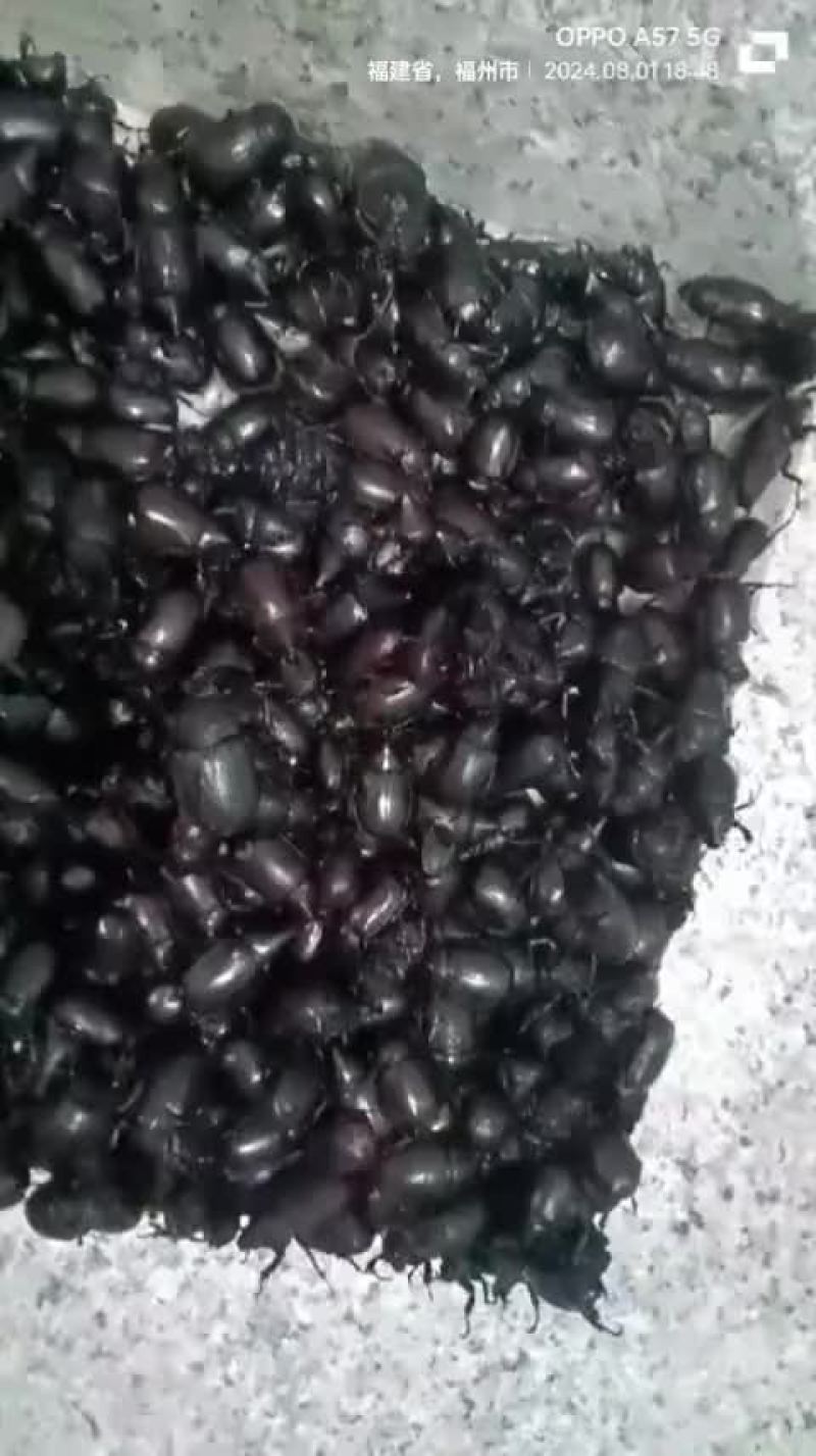 锹甲