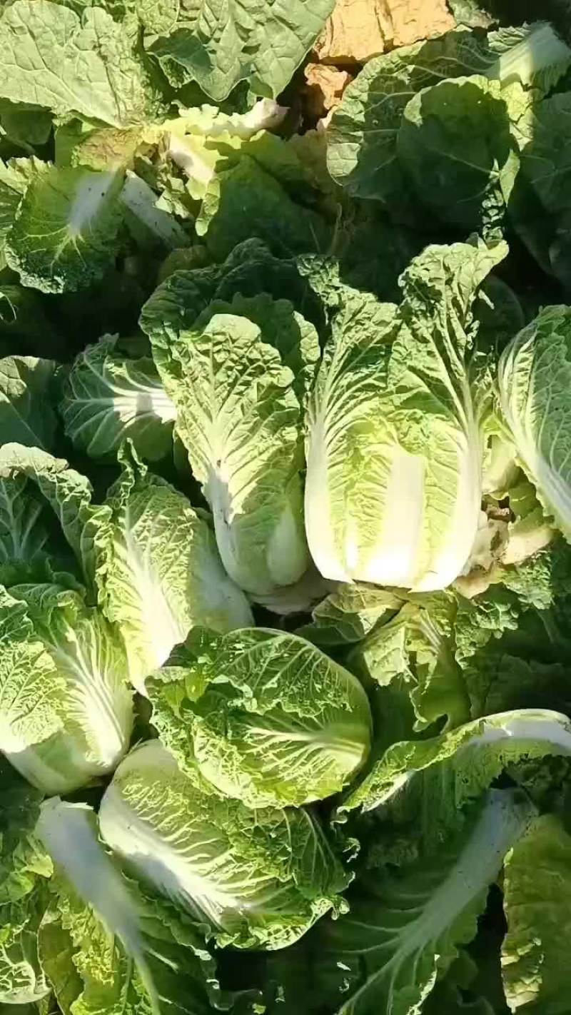 甘肃永昌娃娃菜大量有货对接全国市场商超电商社区团购