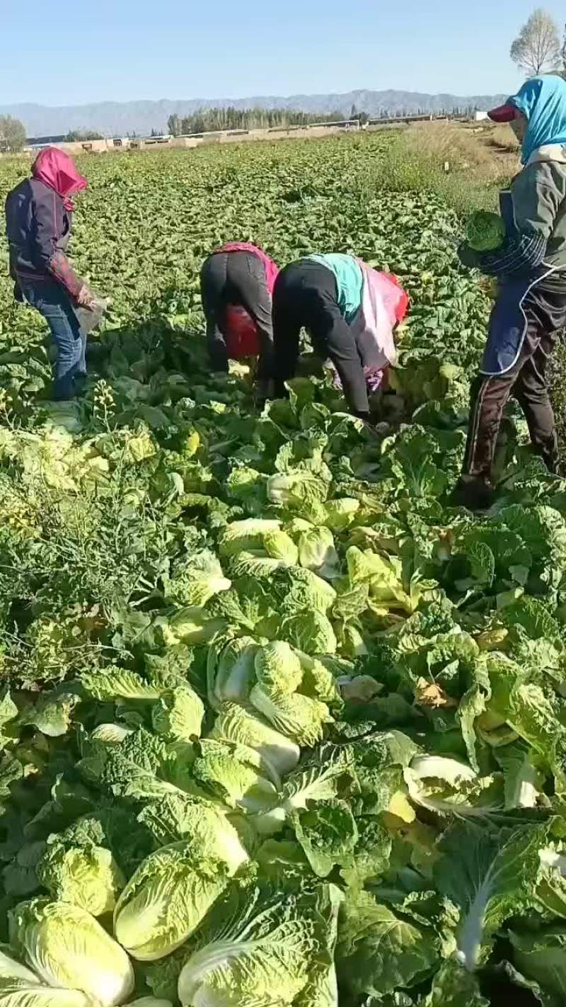 甘肃永昌娃娃菜大量有货对接全国市场商超电商社区团购