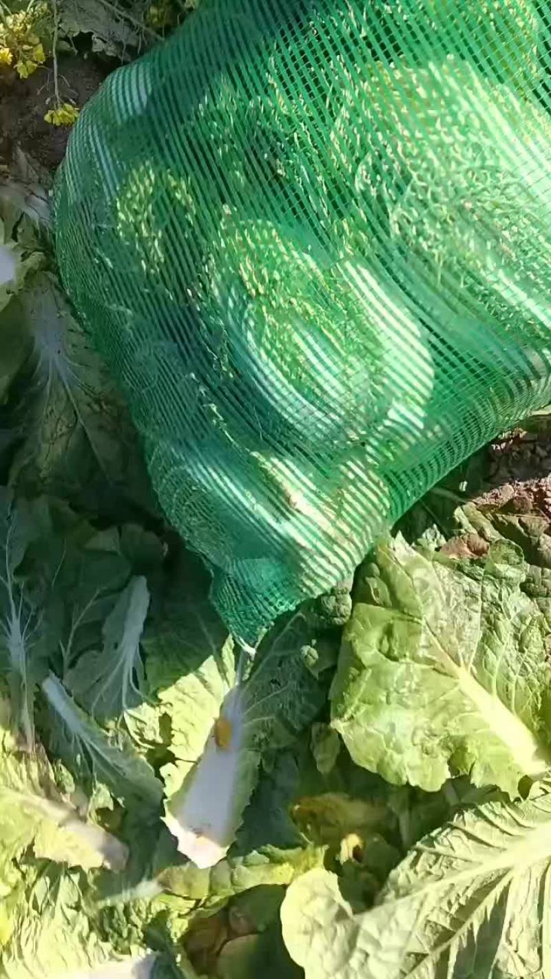甘肃永昌娃娃菜大量有货对接全国市场商超电商社区团购
