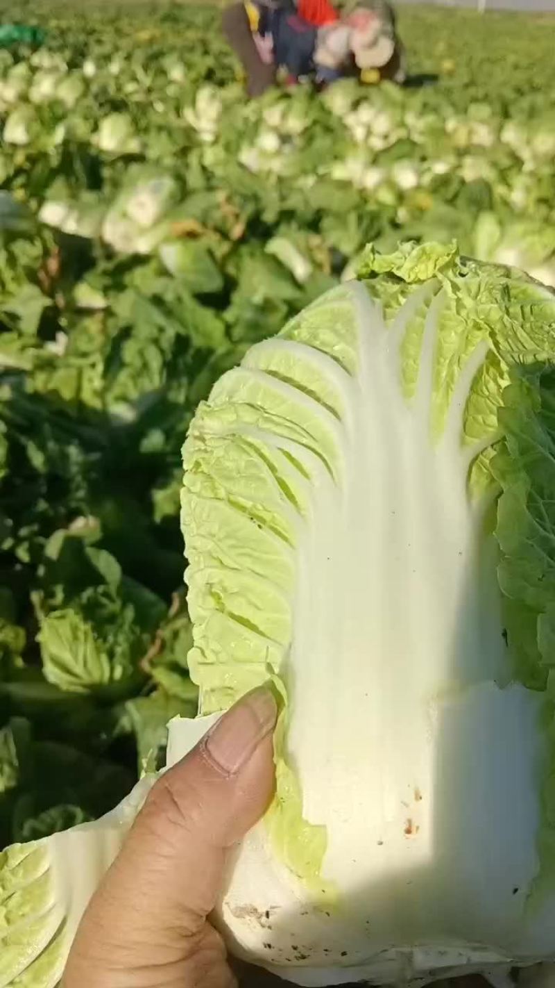 甘肃永昌娃娃菜大量有货对接全国市场商超电商社区团购