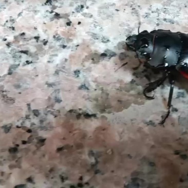 锹甲