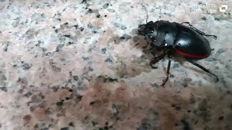 锹甲