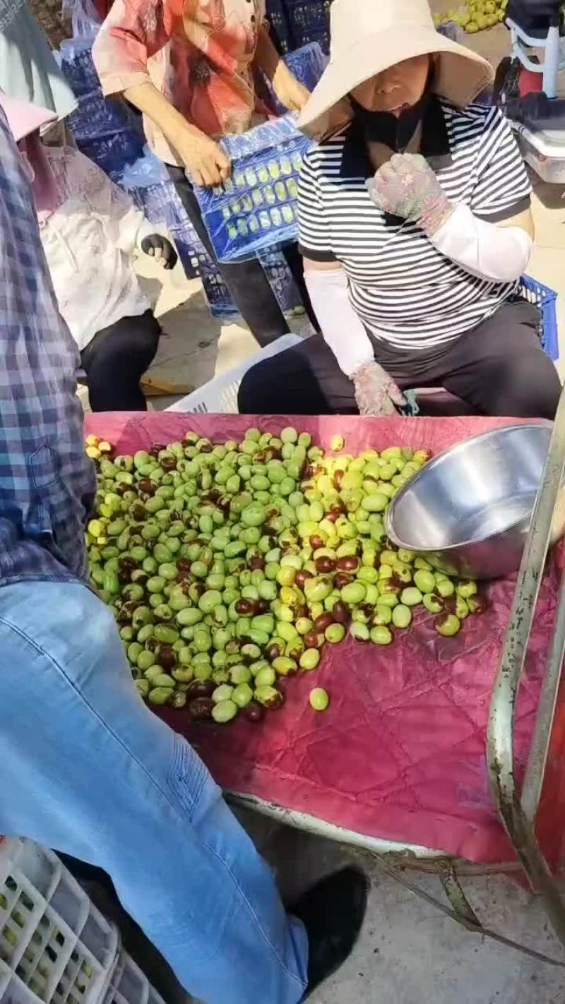 鸡心枣