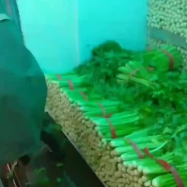 精品西芹