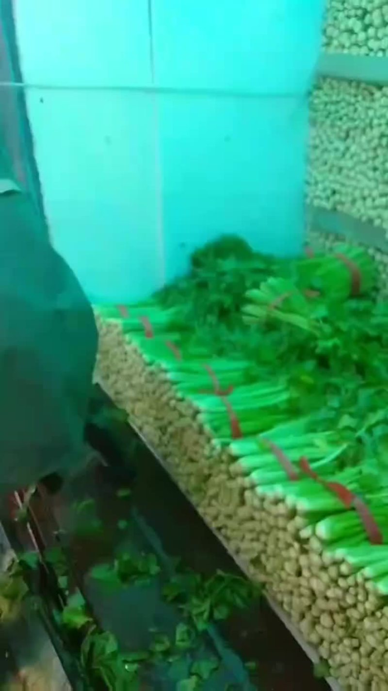 精品西芹