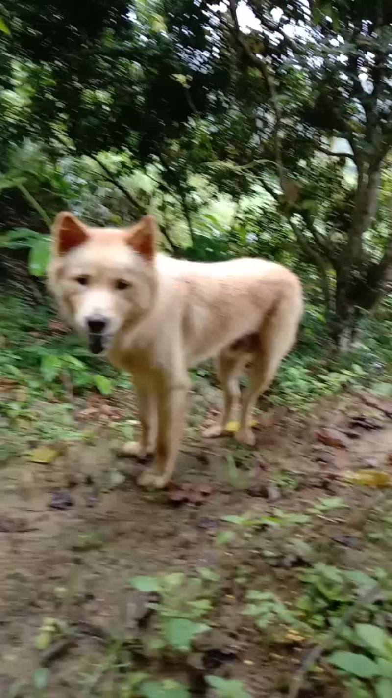 刀豆
