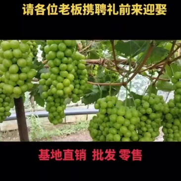 山西文水阳光玫瑰葡萄预售中，有需要的联系联系我！