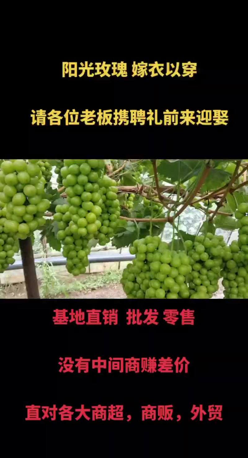 山西文水阳光玫瑰葡萄预售中，有需要的联系联系我！