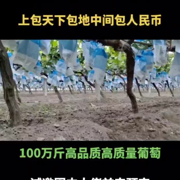 山西省文水县阳光玫瑰基地直发·批发·零售没有中间商赚差价