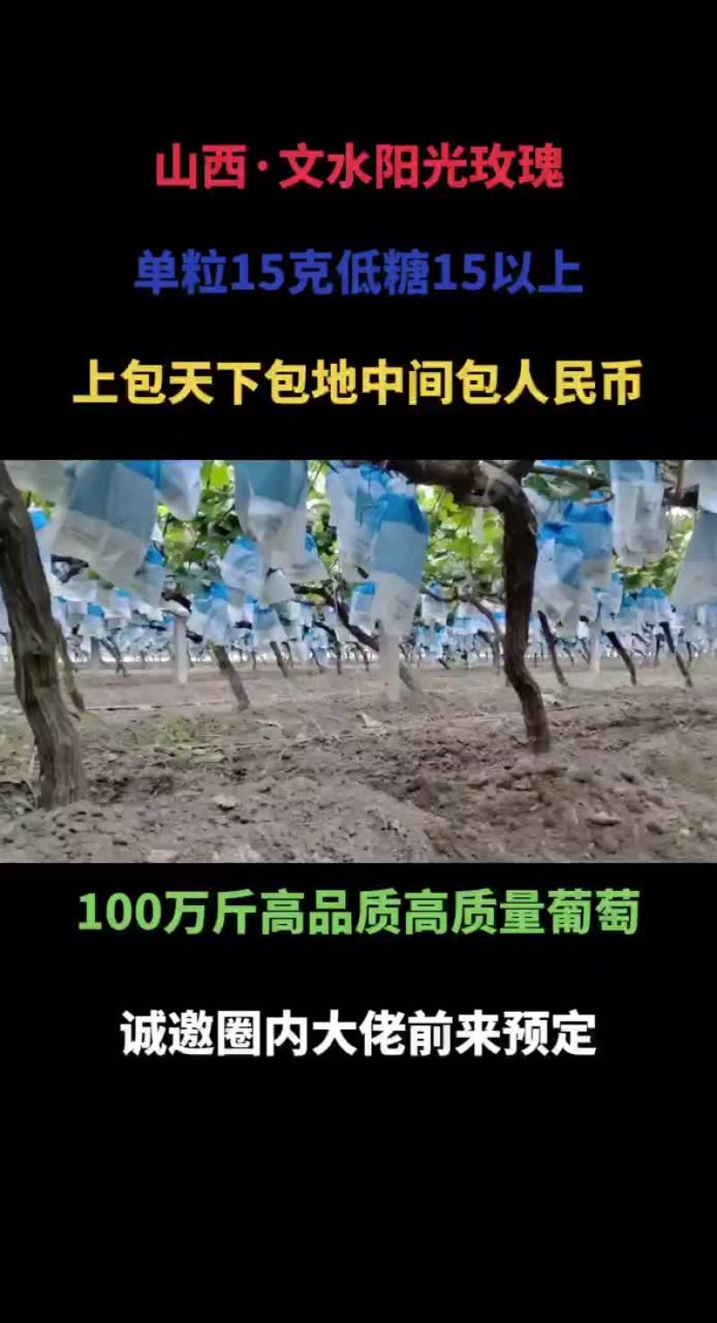山西省文水县阳光玫瑰基地直发·批发·零售没有中间商赚差价