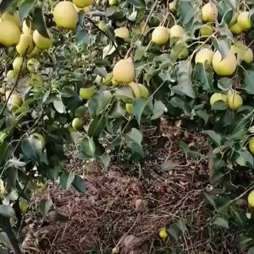 梨