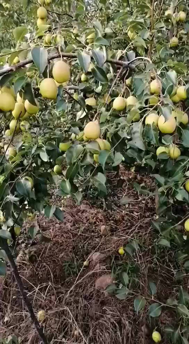 梨