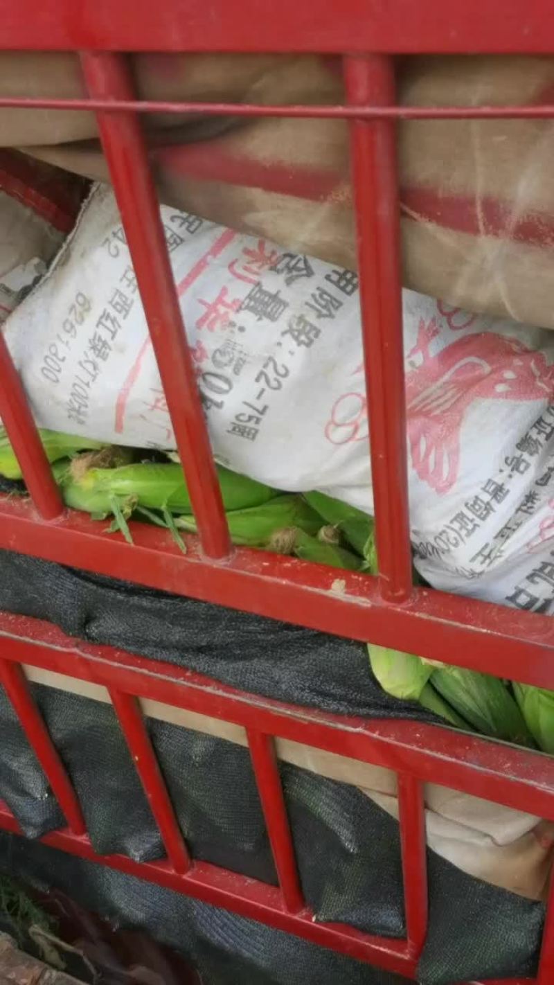 美玉27加甜糯和万糯2000