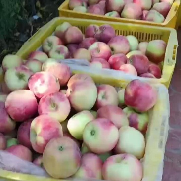 宁夏中卫苹果欢迎各位老板预定货量大想要的老板联系我