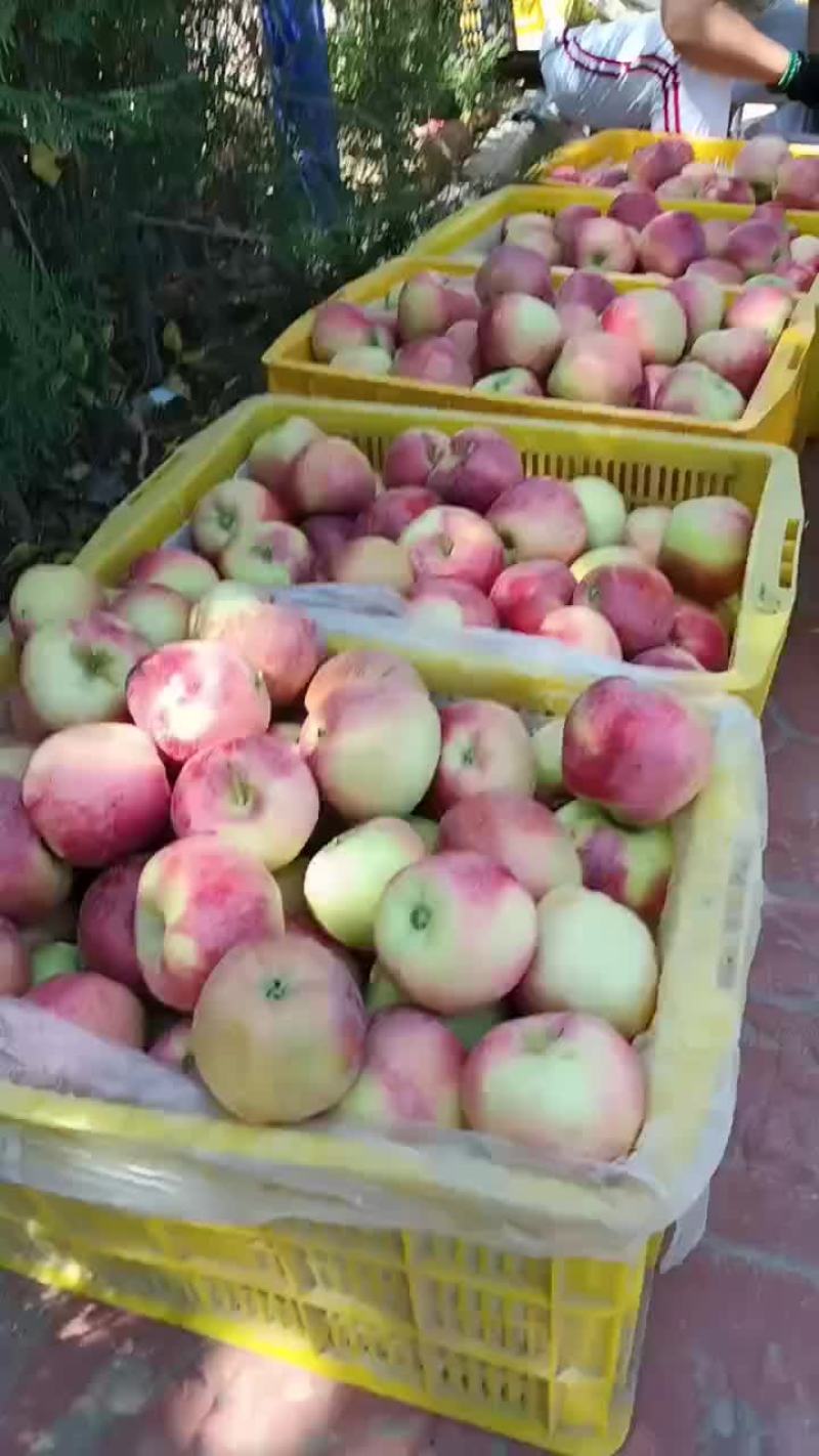 宁夏中卫苹果欢迎各位老板预定货量大想要的老板联系我