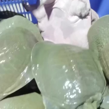 中华鳖老种公4-5年老鱼鱼味浓胶感好