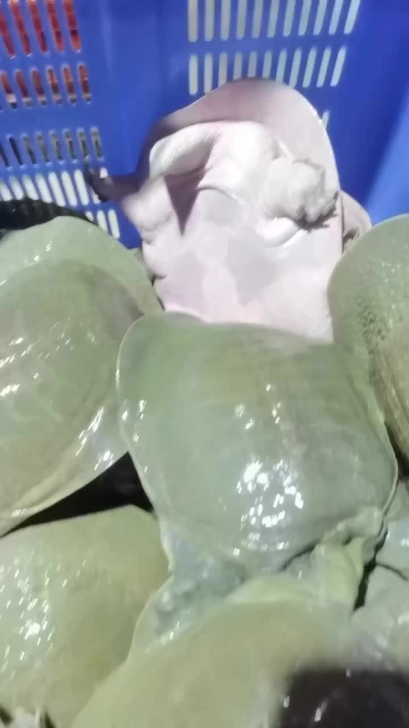 中华鳖老种公4-5年老鱼鱼味浓胶感好