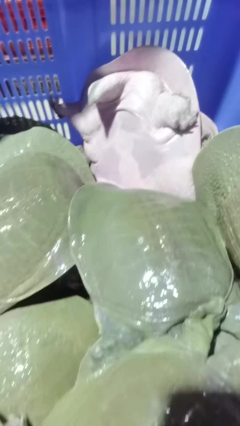 中华鳖老种公4-5年老鱼鱼味浓胶感好