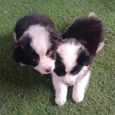 边枚犬
