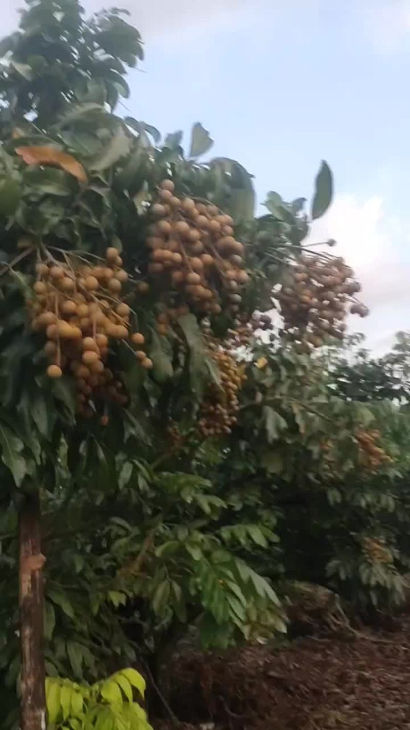 看货自提不发货那些经理们就不要天天电话不断了