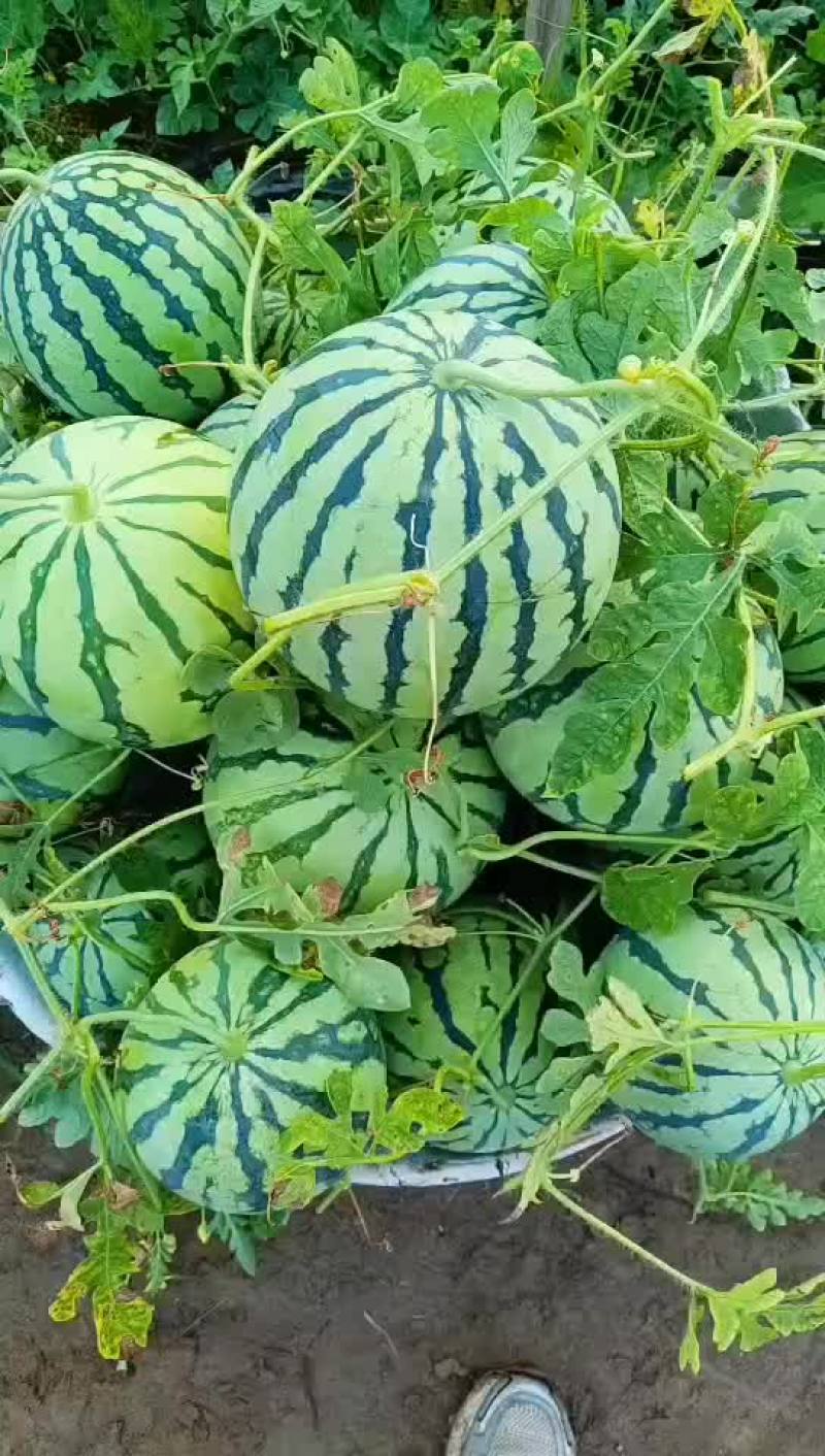 二茬有籽大棚美都，甜度高，瓜型好看，质量杠杠滴，需要洽谈