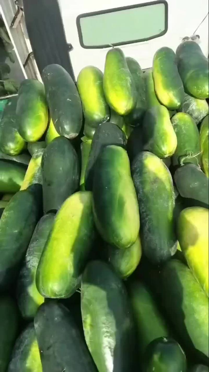 黑皮冬瓜