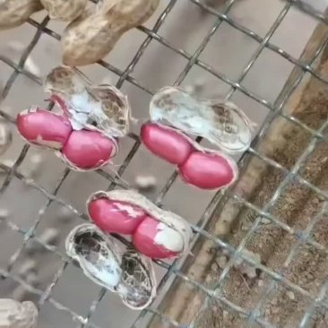两粒红花生鲜果花生大量上市南阳新鲜花生产地直发代发全国