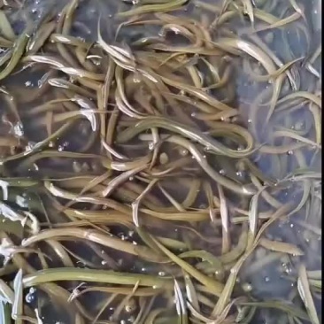 黄鳝基地直发，包运费包技术指导