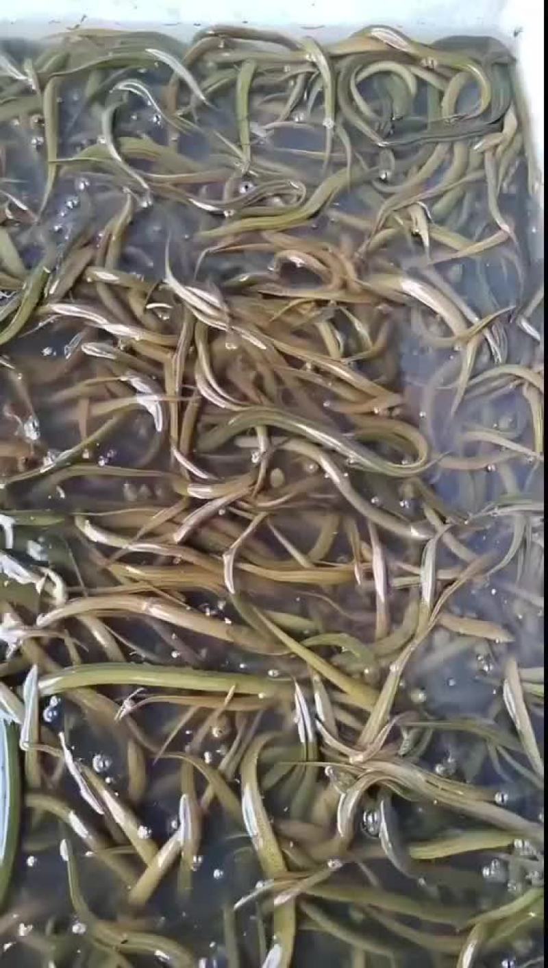 黄鳝基地直发，包运费包技术指导