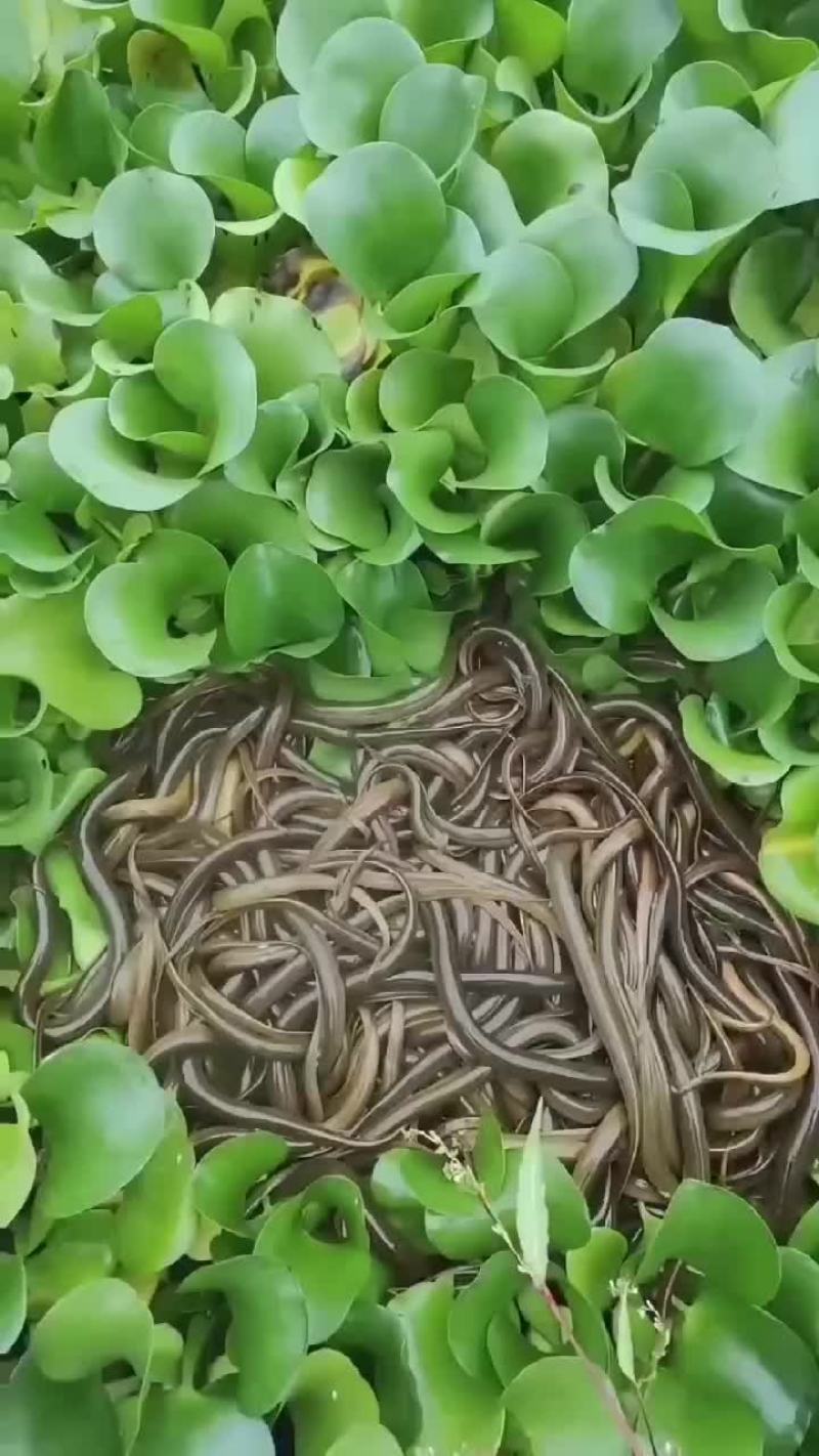 黄鳝基地直发，包运费包技术指导