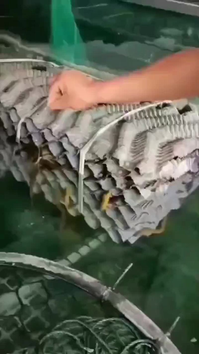 黄鳝基地直发，包运费包技术指导