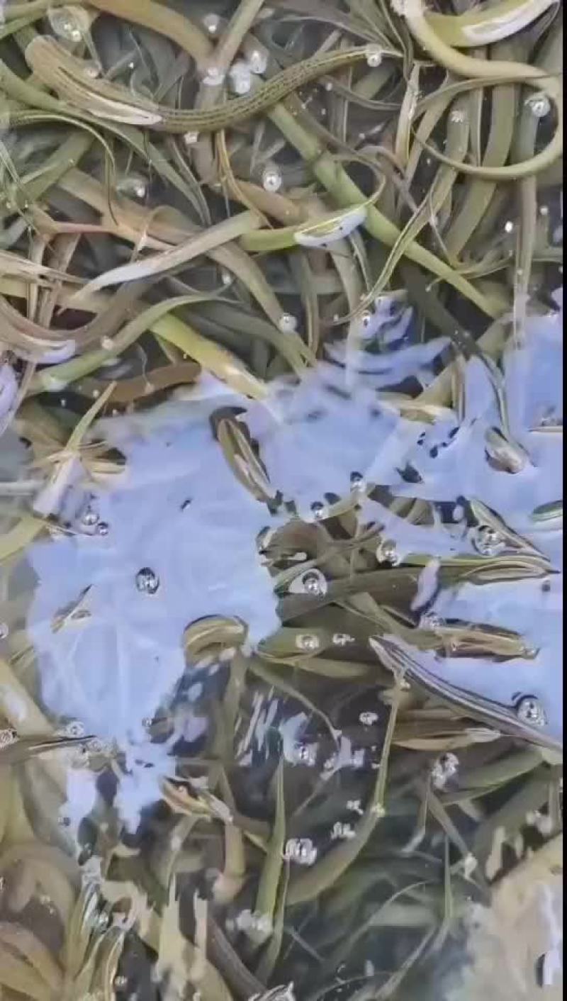 黄鳝基地直发，包运费包技术指导