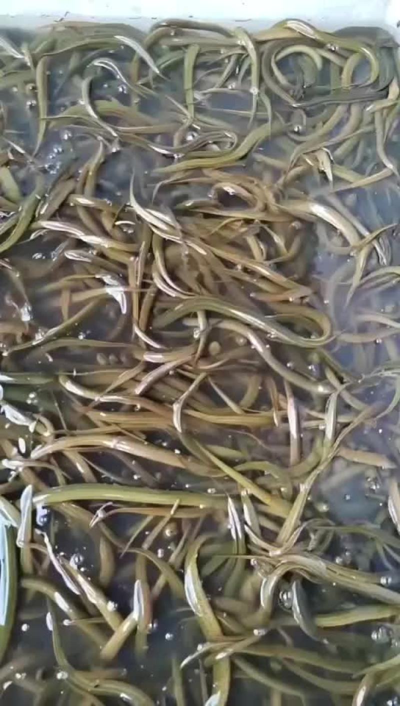 黄鳝基地直发，包运费包技术指导