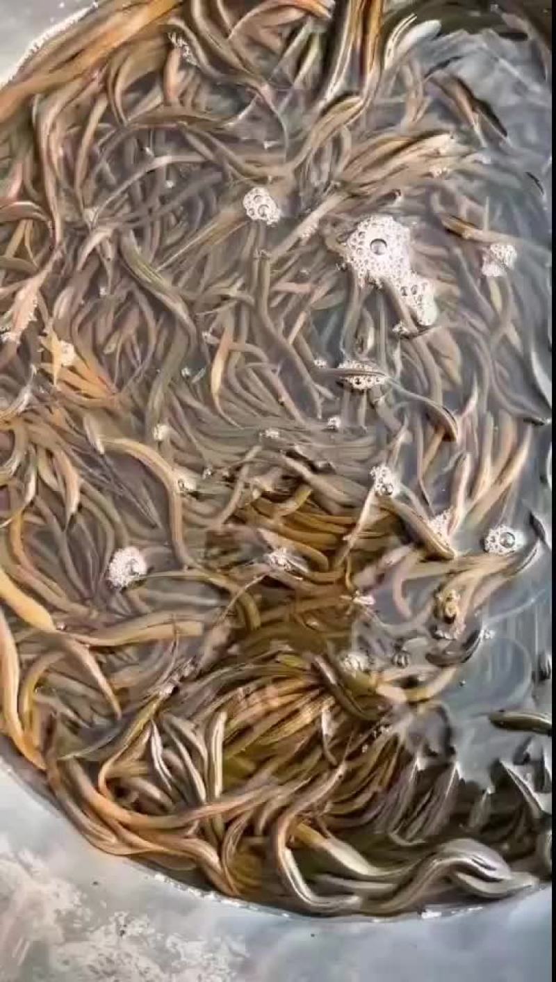 黄鳝基地直发，包运费包技术指导