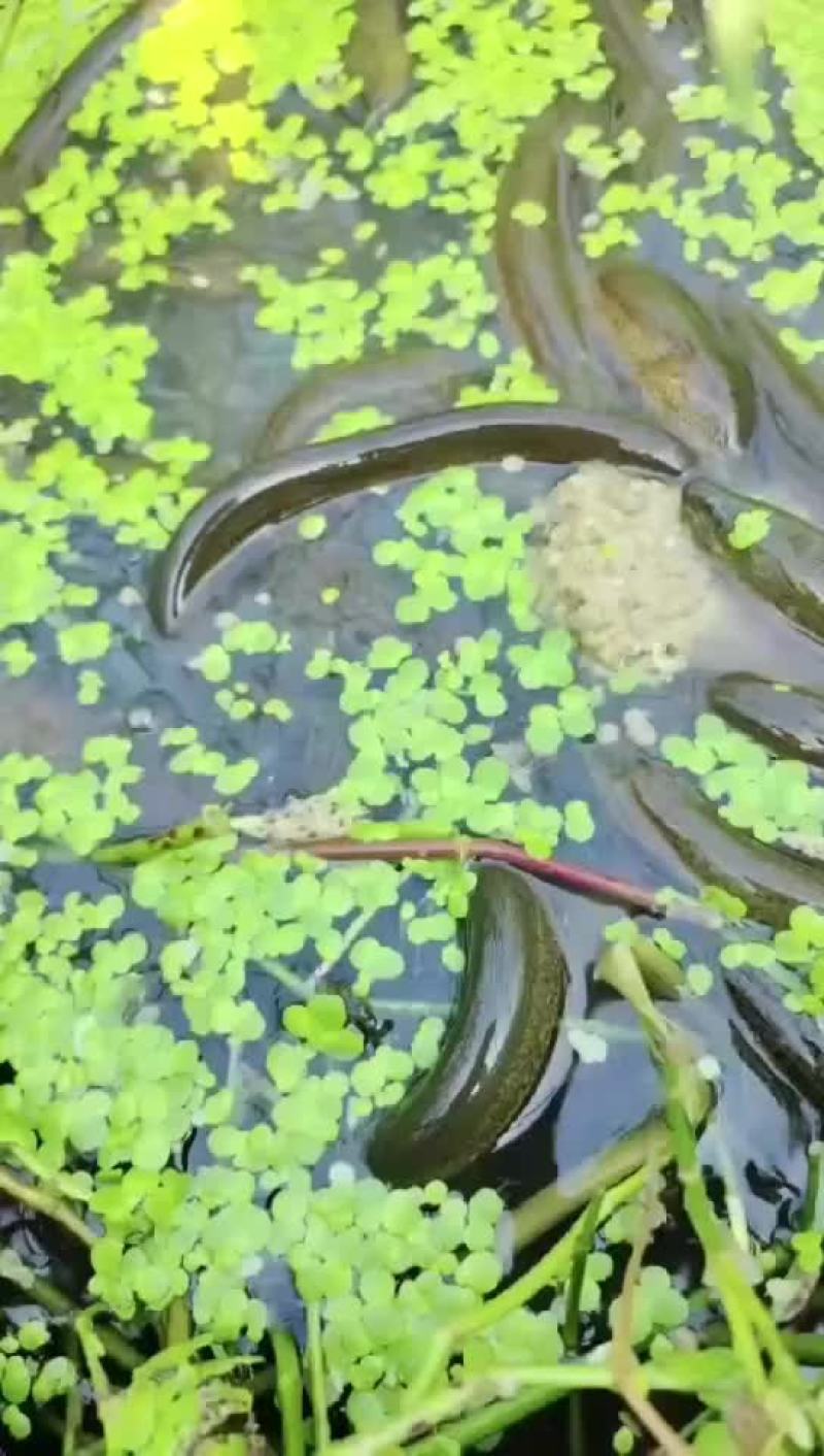 黄鳝基地直发，包运费包技术指导