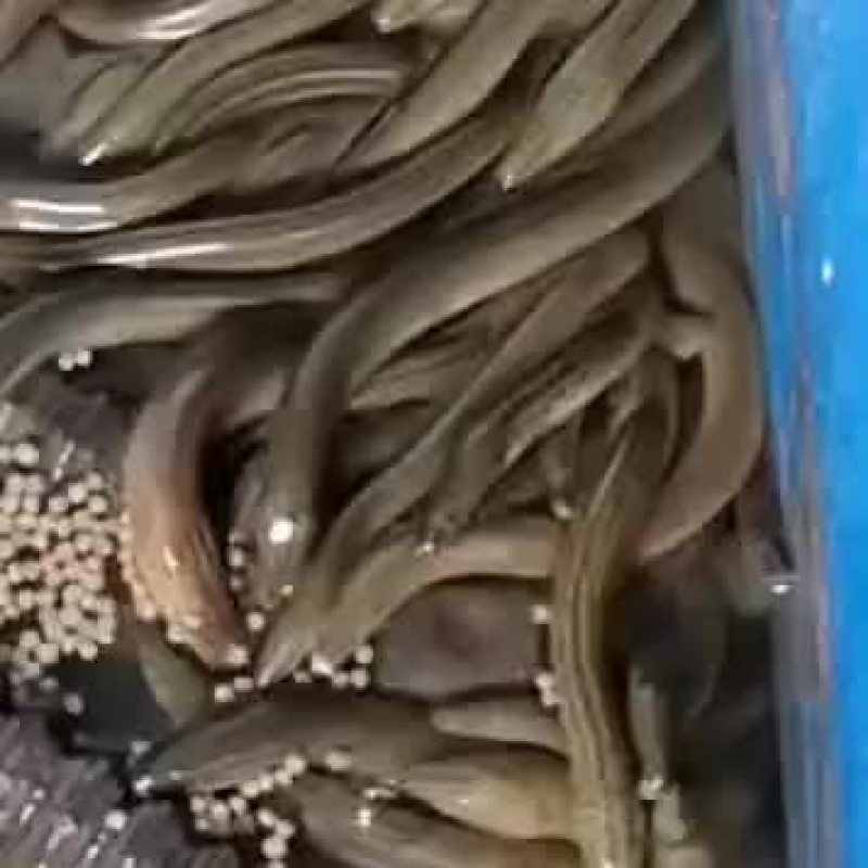 黄鳝基地直发，包运费包技术指导