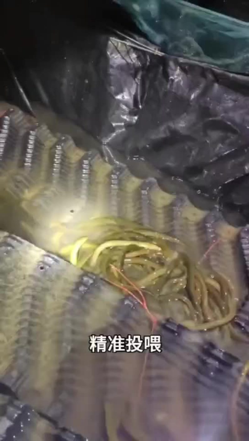 黄鳝基地直发，包运费包技术指导