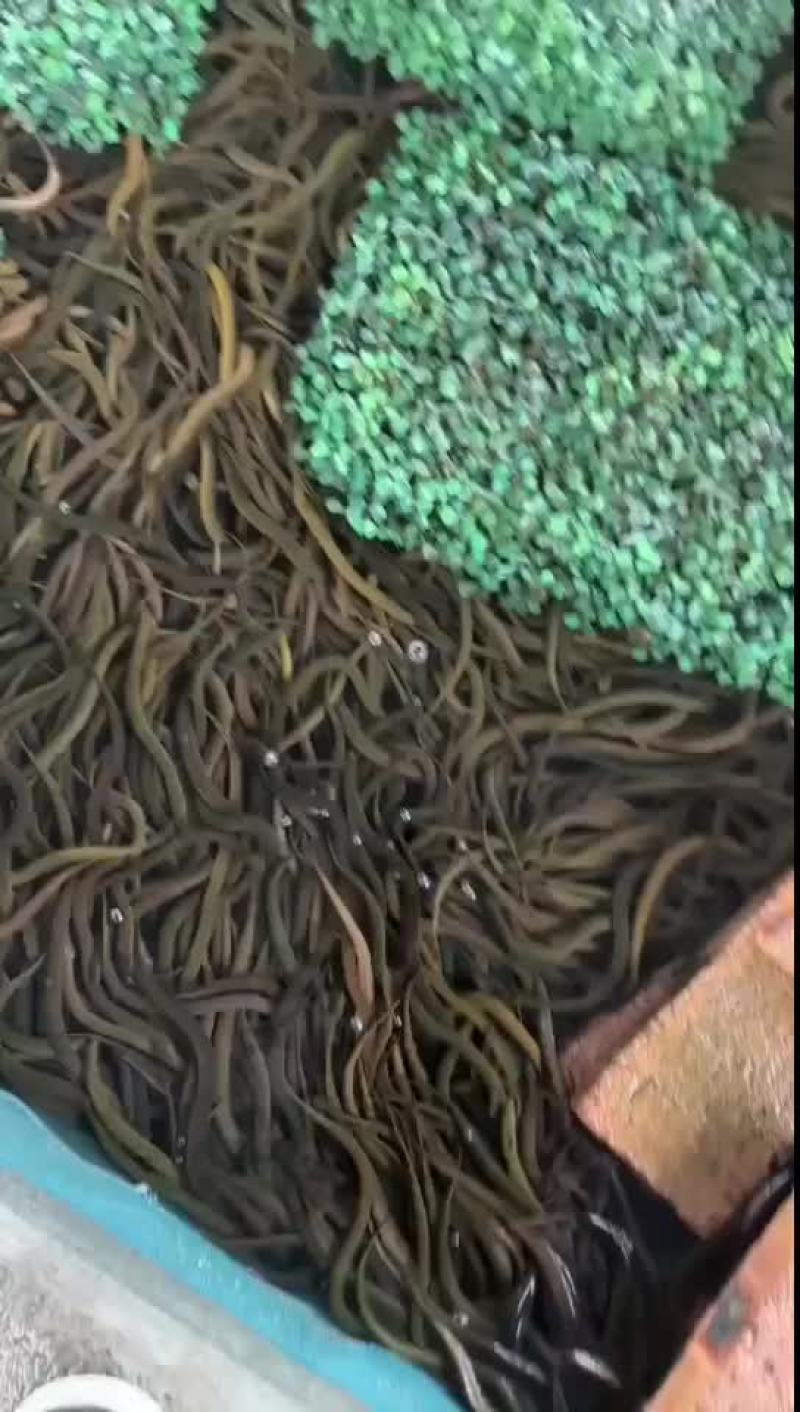 黄鳝基地直发，包运费包技术指导