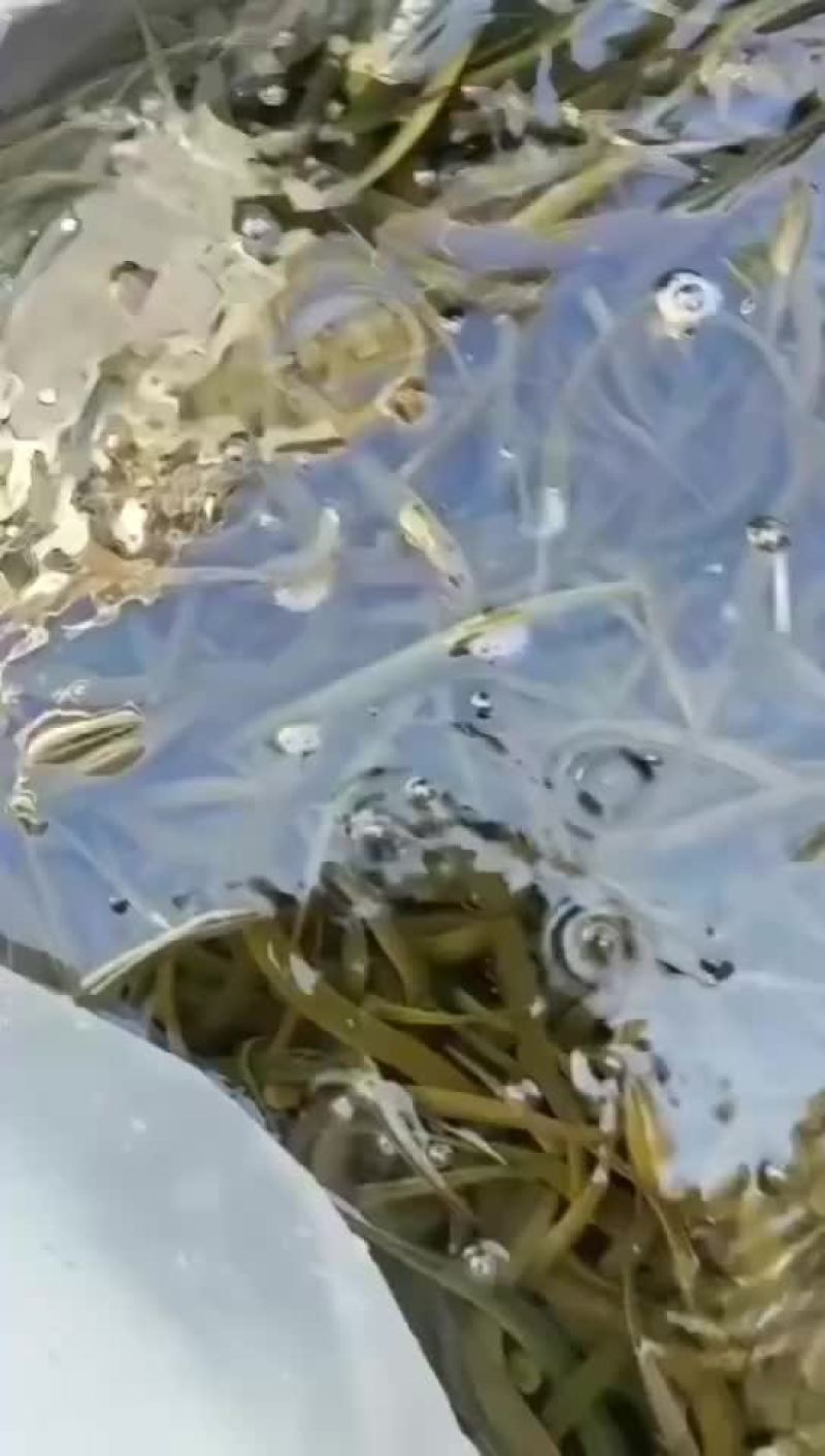 黄鳝基地直发，包运费包技术指导