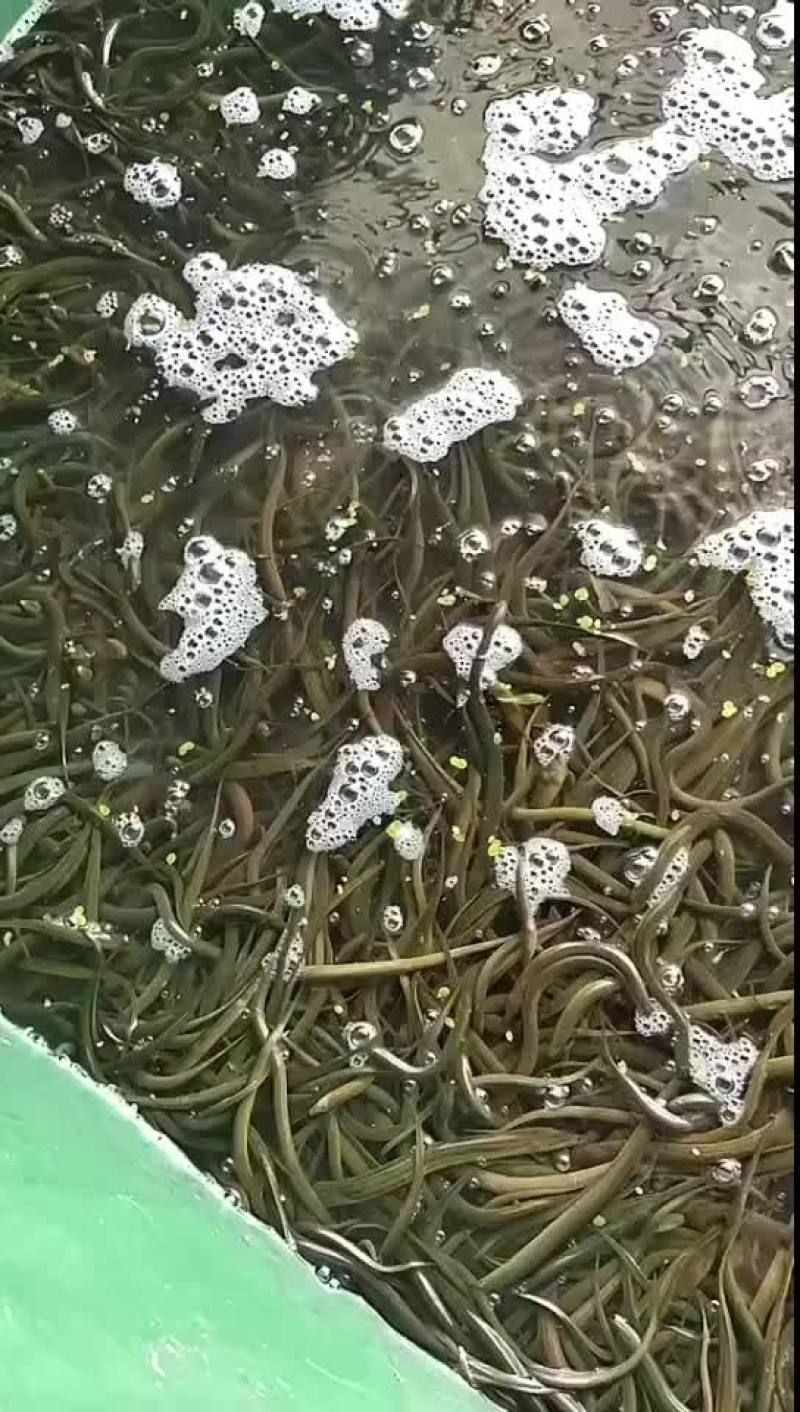 黄鳝基地直发，包运费包技术指导