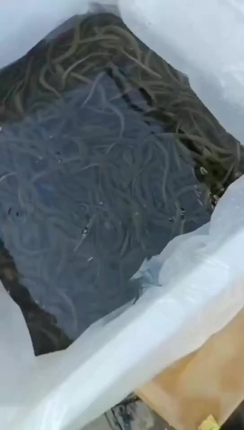 黄鳝基地直发，包运费包技术指导