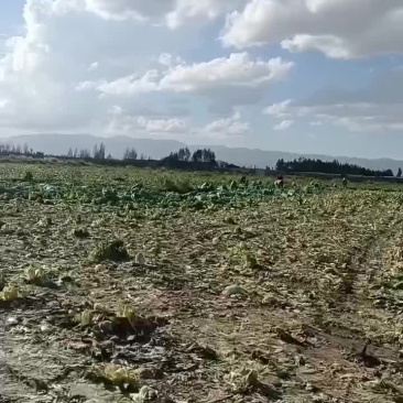 甘肃永昌娃娃菜大量上市中一品质保证量大价优欢迎来电