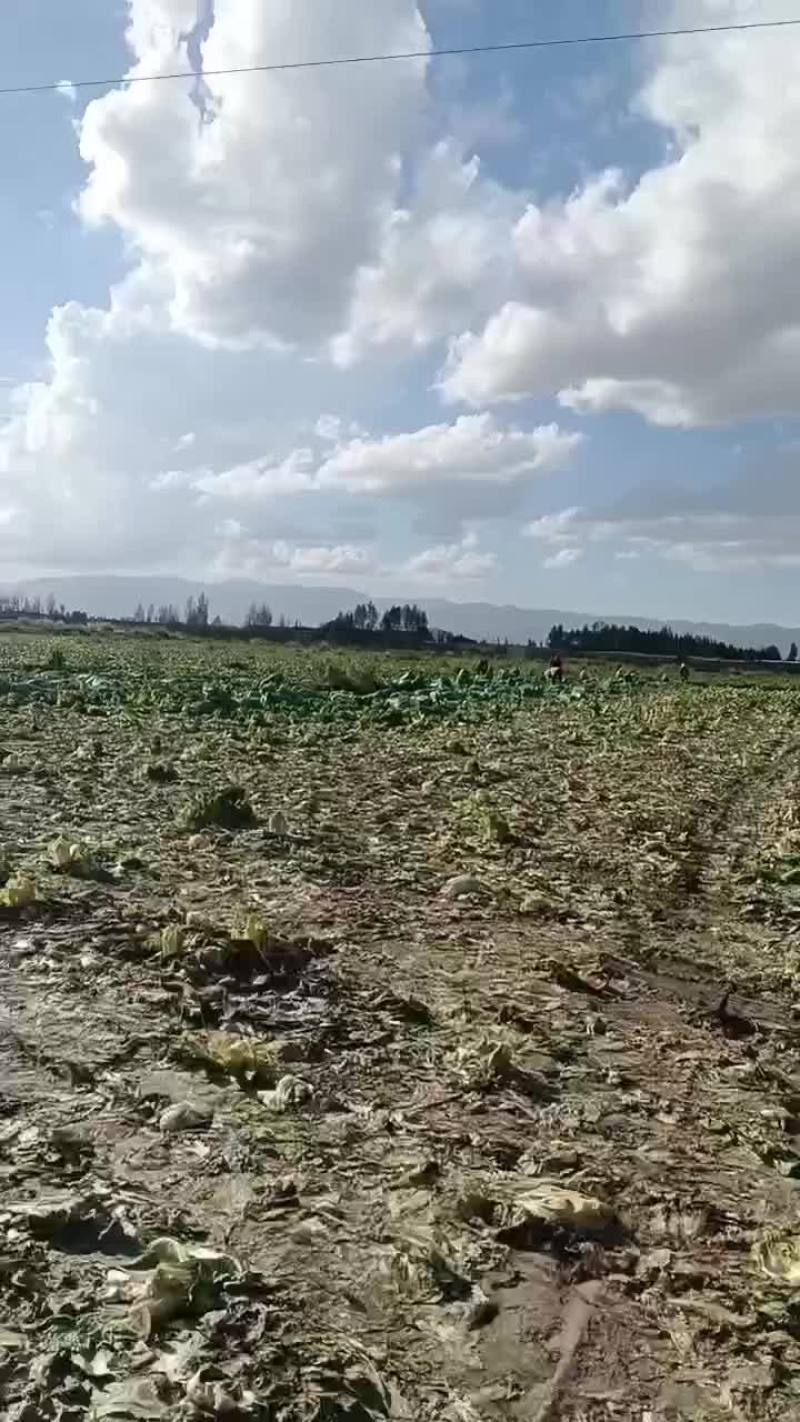 甘肃永昌娃娃菜大量上市中一品质保证量大价优欢迎来电