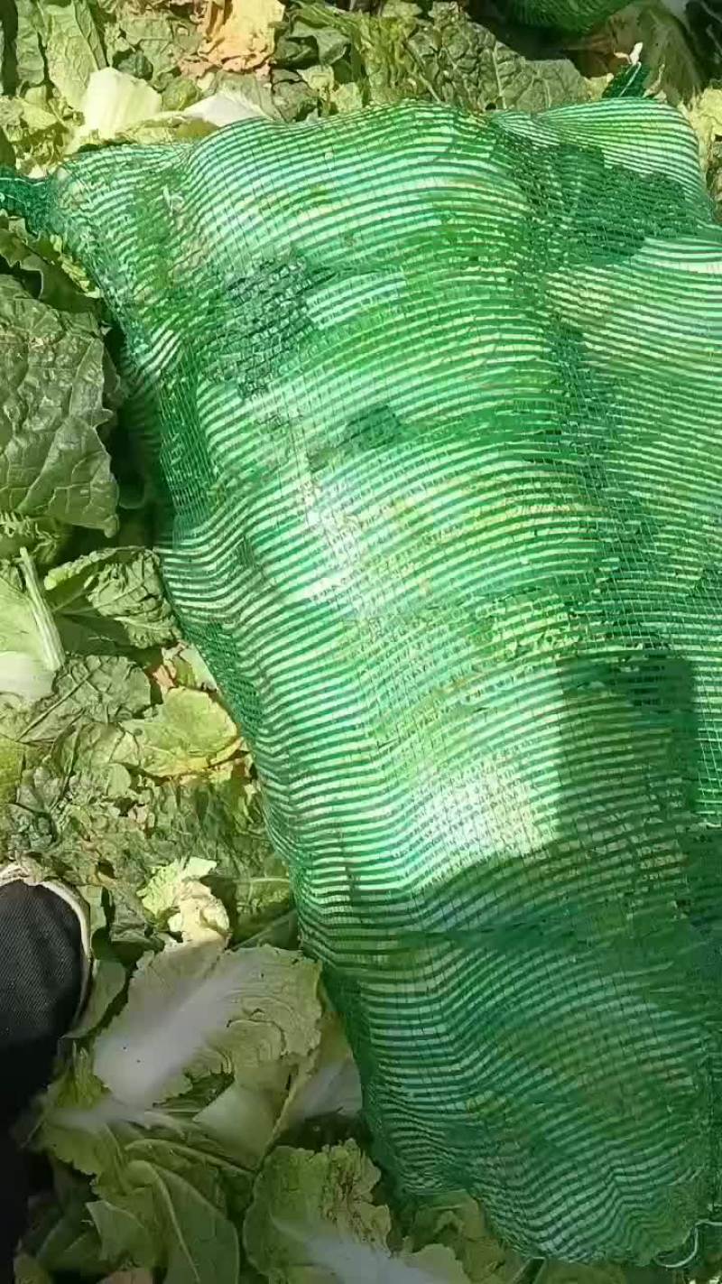 甘肃永昌娃娃菜大量上市中一品质保证量大价优欢迎来电