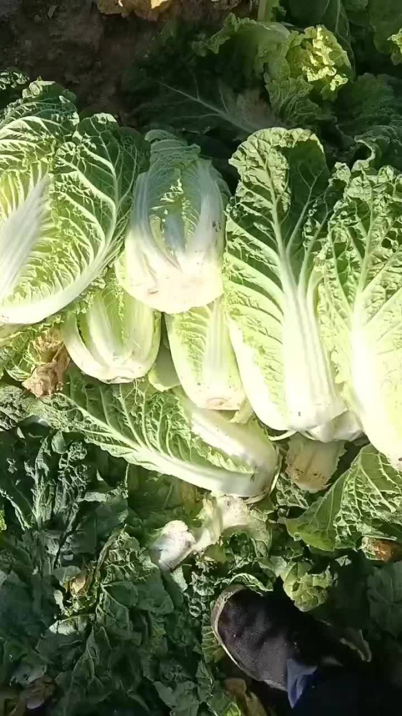 甘肃永昌娃娃菜大量上市中一品质保证量大价优欢迎来电