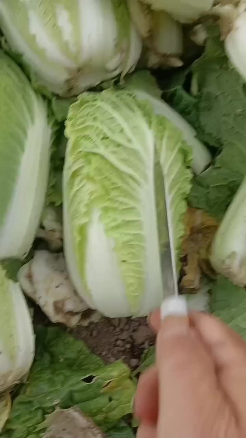 甘肃永昌娃娃菜大量上市中一品质保证量大价优欢迎来电