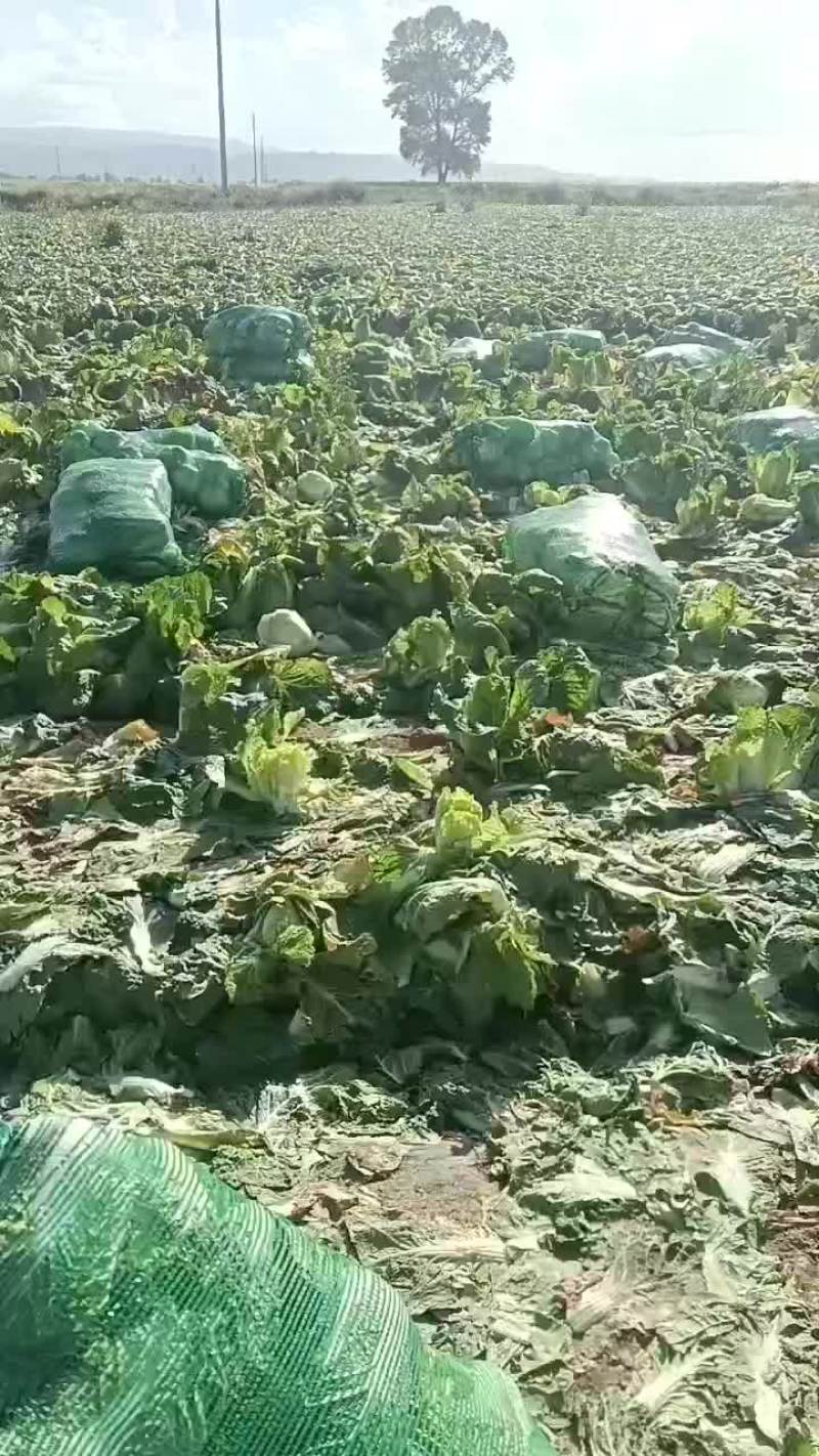 甘肃永昌娃娃菜大量上市中一品质保证量大价优欢迎来电
