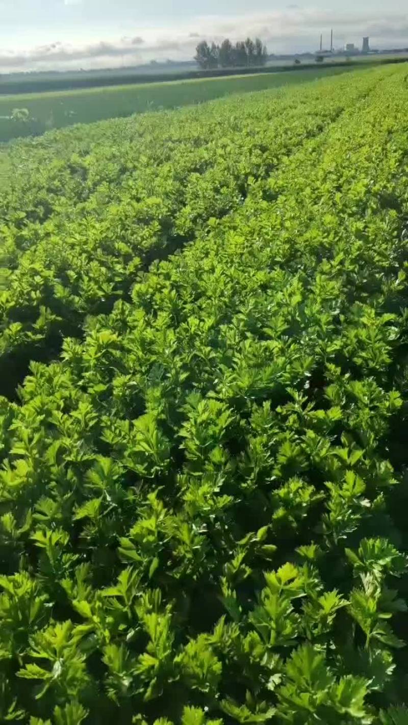 中小棵芹菜